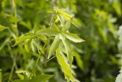 Liquidambar styraciflua 'Worplesdon' (Amberboom 'Worplesdon') - afbeelding 4