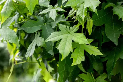 Liquidambar styraciflua 'Worplesdon' (Amberboom 'Worplesdon') - afbeelding 6