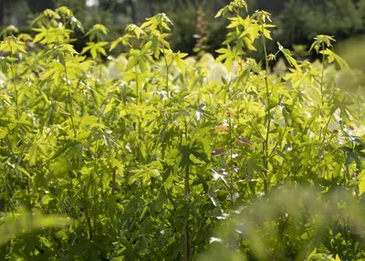 Liquidambar styraciflua 'Worplesdon' (Amberboom 'Worplesdon') - afbeelding 5