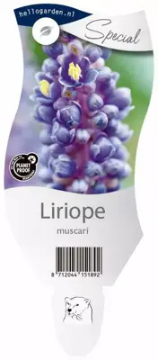 Liriope (Leliegras) - afbeelding 1