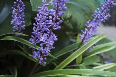 Liriope (Leliegras) - afbeelding 2