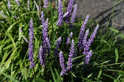 Liriope (Leliegras) - afbeelding 3