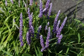 Liriope (Leliegras) - afbeelding 3