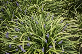 Liriope (Leliegras) - afbeelding 4