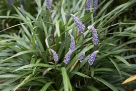 Liriope (Leliegras) - afbeelding 5