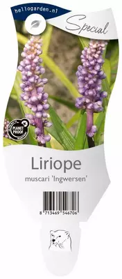 Liriope muscari 'Ingwersen' (Leliegras) - afbeelding 1