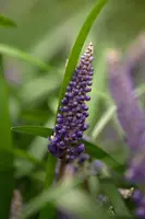 Liriope muscari 'Ingwersen' (Leliegras 'Ingwersen') - afbeelding 1