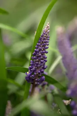 Liriope muscari (Leliegras) - afbeelding 5
