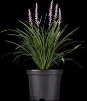 Liriope muscari (Leliegras) - afbeelding 2