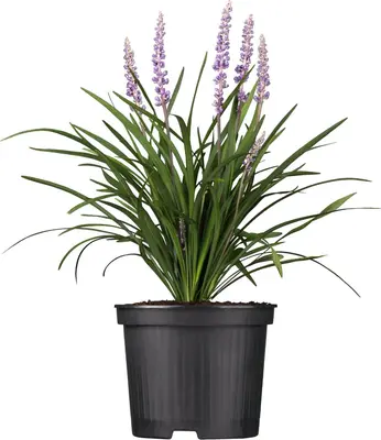 Liriope muscari (Leliegras) - afbeelding 1