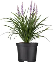 Liriope muscari (Leliegras) - afbeelding 1