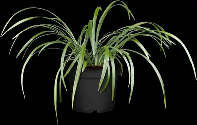 Liriope muscari (Leliegras) - afbeelding 3