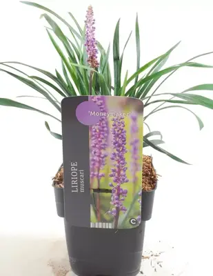 Liriope muscari 'Moneymaker' (Leliegras) 25-30 cm - afbeelding 1