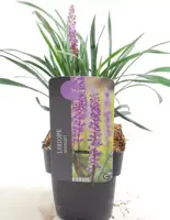 Liriope muscari 'Moneymaker' (Leliegras) 25-30 cm - afbeelding 1
