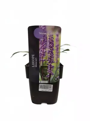 Liriope muscari 'Moneymaker' (Leliegras) 25-30 cm - afbeelding 2