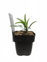 Liriope muscari 'Moneymaker' (Leliegras) 25-30 cm - afbeelding 3