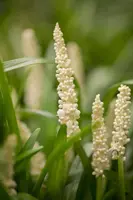 Liriope muscari 'Monroe White' (Leliegras 'Monroe White') - afbeelding 2