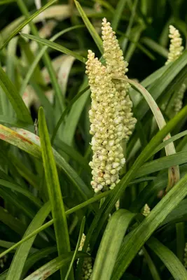 Liriope muscari 'Monroe White' (Leliegras 'Monroe White') - afbeelding 1