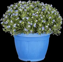 Lithodora diffusa 'Heavenly Blue' (Parelkruid) - afbeelding 8