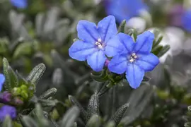 Lithodora diffusa 'Heavenly Blue' (Parelkruid) - afbeelding 3