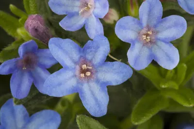 Lithodora diffusa 'Heavenly Blue' (Parelkruid) - afbeelding 5