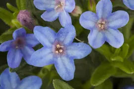 Lithodora diffusa 'Heavenly Blue' (Parelkruid) - afbeelding 5
