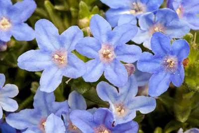Lithodora diffusa 'Heavenly Blue' (Parelkruid) - afbeelding 9