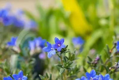 Lithodora diffusa 'Heavenly Blue' (Parelkruid) - afbeelding 12