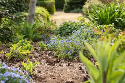 Lithodora diffusa 'Heavenly Blue' (Parelkruid) - afbeelding 13