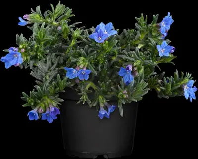 Lithodora diffusa 'Heavenly Blue' (Parelkruid) - afbeelding 7