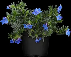 Lithodora diffusa 'Heavenly Blue' (Parelkruid) - afbeelding 7