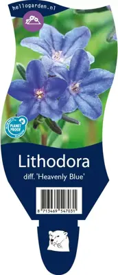 Lithodora diffusa 'Heavenly Blue' (Parelkruid) - afbeelding 1