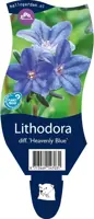 Lithodora diffusa 'Heavenly Blue' (Parelkruid) - afbeelding 1