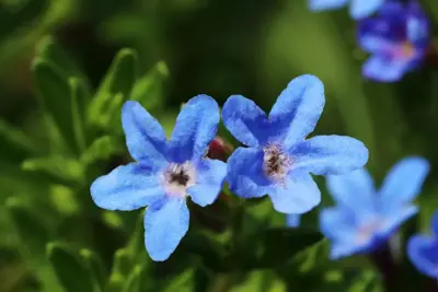 Lithodora diffusa 'Heavenly Blue' (Parelkruid) - afbeelding 2