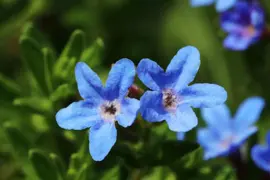 Lithodora diffusa 'Heavenly Blue' (Parelkruid) - afbeelding 2