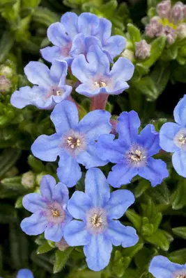 Lithodora diffusa 'Heavenly Blue' (Parelkruid) - afbeelding 10