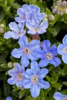 Lithodora diffusa 'Heavenly Blue' (Parelkruid) - afbeelding 10