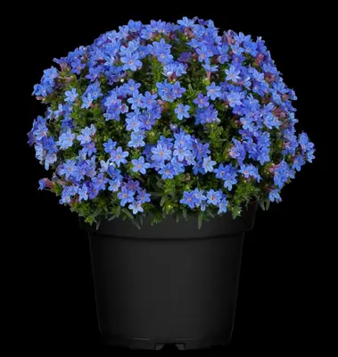 Lithodora diffusa 'Heavenly Blue' (Parelkruid) - afbeelding 11