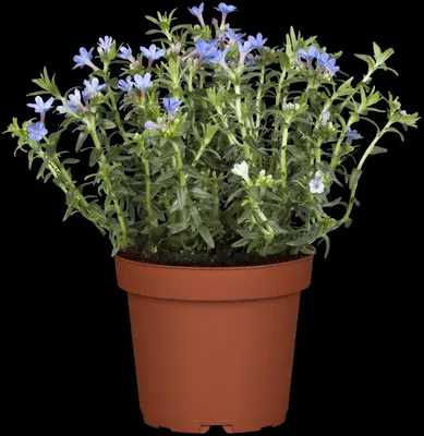 Lithodora diffusa 'Heavenly Blue' (Parelkruid) - afbeelding 6