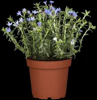 Lithodora diffusa 'Heavenly Blue' (Parelkruid) - afbeelding 6