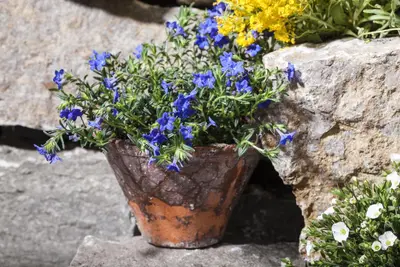Lithodora diffusa (Parelkruid/steenzaad) 15 cm - afbeelding 6