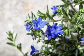 Lithodora diffusa (Parelkruid/steenzaad) 15 cm - afbeelding 7