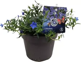 Lithodora diffusa (Parelkruid/steenzaad) 15 cm - afbeelding 1