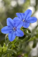 Lithodora diffusa (Parelkruid/steenzaad) 15 cm - afbeelding 2