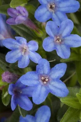 Lithodora diffusa (Parelkruid/steenzaad) 15 cm - afbeelding 4