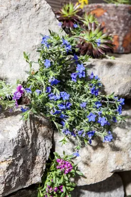 Lithodora diffusa (Parelkruid/steenzaad) 15 cm - afbeelding 5