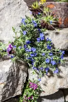 Lithodora diffusa (Parelkruid/steenzaad) 15 cm - afbeelding 5