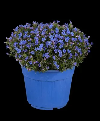 Lithodora diffusa (Parelkruid/steenzaad) 15 cm - afbeelding 8