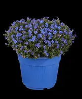 Lithodora diffusa (Parelkruid/steenzaad) 15 cm - afbeelding 8