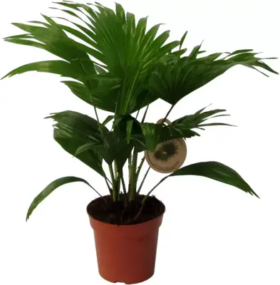 Livistona rotundifolia (Waaierpalm) 45cm - afbeelding 1